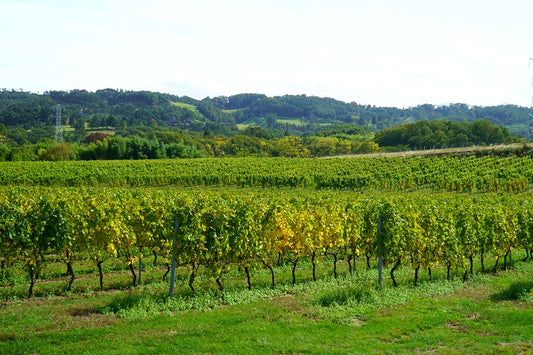 長野ワインの特徴とは？歴史や代表的な産地、ブドウ品種などを解説