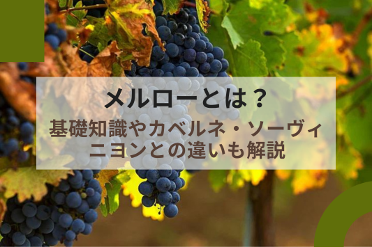 メルローとは？ワインの基礎知識やカベルネ・ソーヴィニヨンとの違いも解説